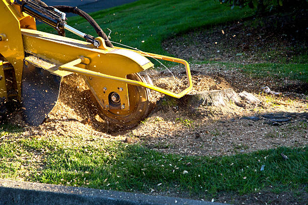 Best Stump Grinding and Removal  in Colorado City, AZ