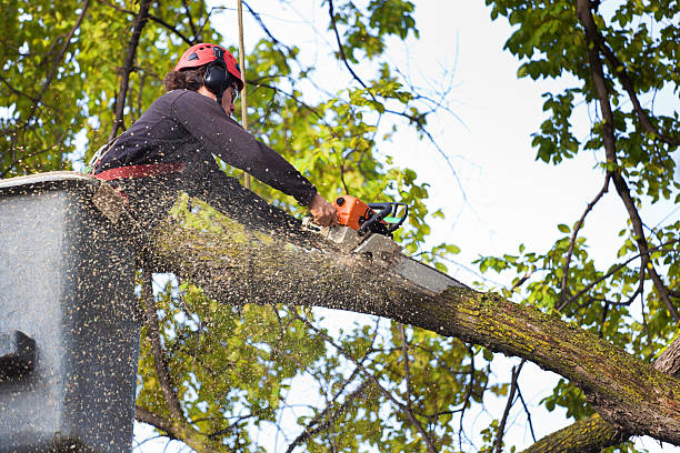 Best Firewood Processing and Delivery  in Colorado City, AZ