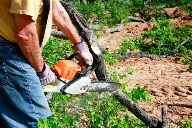 Best Tree Trimming and Pruning  in Colorado City, AZ